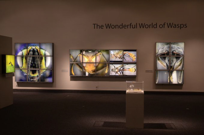 Wasp_exhibition__DSC3520